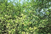 永乐高60net官方网站,油茶种植生产加工销售,植物油种植生产加工销售 永乐高60net官方网站,油茶种植生产加工销售,植物油种植生产加工销售