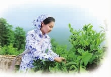 永乐高60net官方网站,油茶种植生产加工销售,植物油种植生产加工销售 永乐高60net官方网站,油茶种植生产加工销售,植物油种植生产加工销售